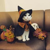 kitten